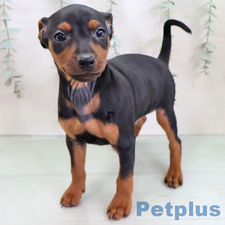 宮崎県のミニチュアピンシャー (ペットプラス 宮崎店/2025年11月27日生まれ/男の子/ブラックタン)の子犬の1枚目の画像