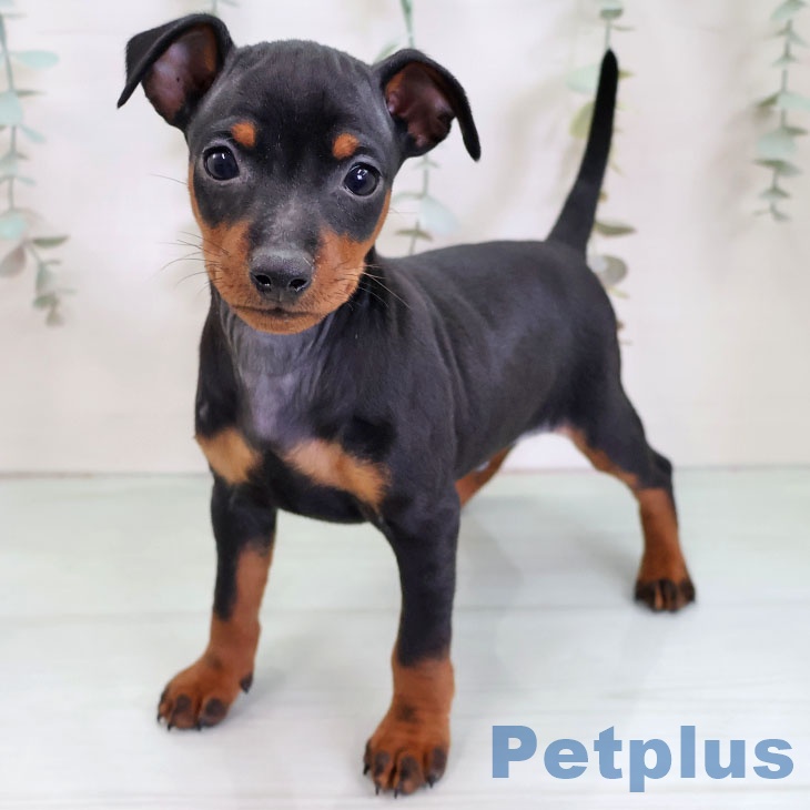 沖縄県のミニチュアピンシャー (ペットプラス 沖縄ライカム店/2025年11月27日生まれ/男の子/ブラックタン)の子犬の1枚目の画像