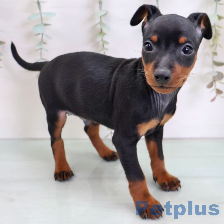 沖縄県のミニチュアピンシャー (ペットプラス 沖縄ライカム店/2025年11月27日生まれ/男の子/ブラックタン)の子犬の2枚目の画像