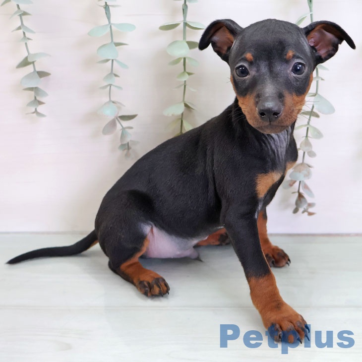 長崎県のミニチュアピンシャー (ペットプラス 長崎店/2025年11月27日生まれ/男の子/ブラックタン)の子犬の1枚目の画像