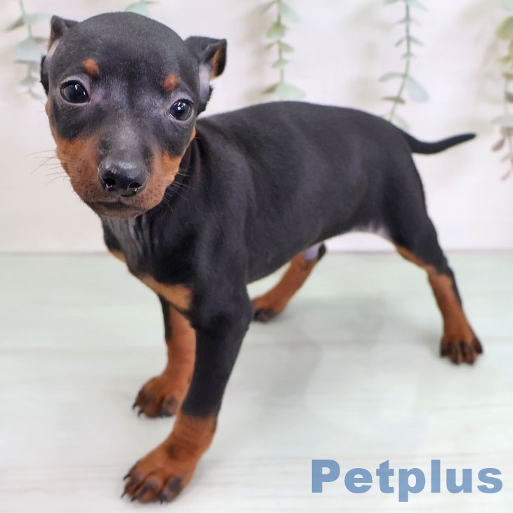 長崎県のミニチュアピンシャー (ペットプラス 長崎店/2025年11月27日生まれ/男の子/ブラックタン)の子犬の2枚目の画像