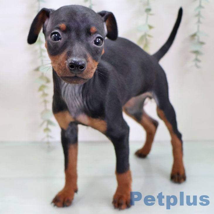 熊本県のミニチュアピンシャー (ペットプラス 熊本店/2025年11月27日生まれ/女の子/ブラックタン)の子犬の1枚目の画像