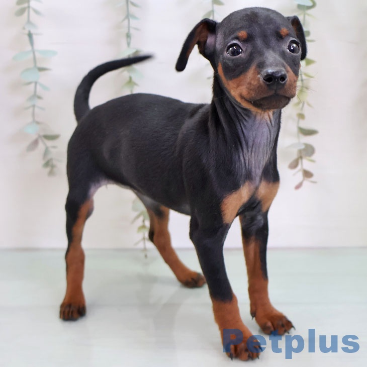 熊本県のミニチュアピンシャー (ペットプラス 熊本店/2025年11月27日生まれ/女の子/ブラックタン)の子犬の2枚目の画像