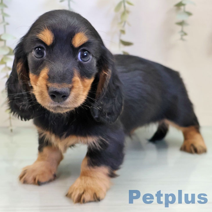 東京都のカニンヘンダックスフンド(ロング) (ペットプラス 東久留米店/2025年11月28日生まれ/男の子/ブラックタン)の子犬の1枚目の画像