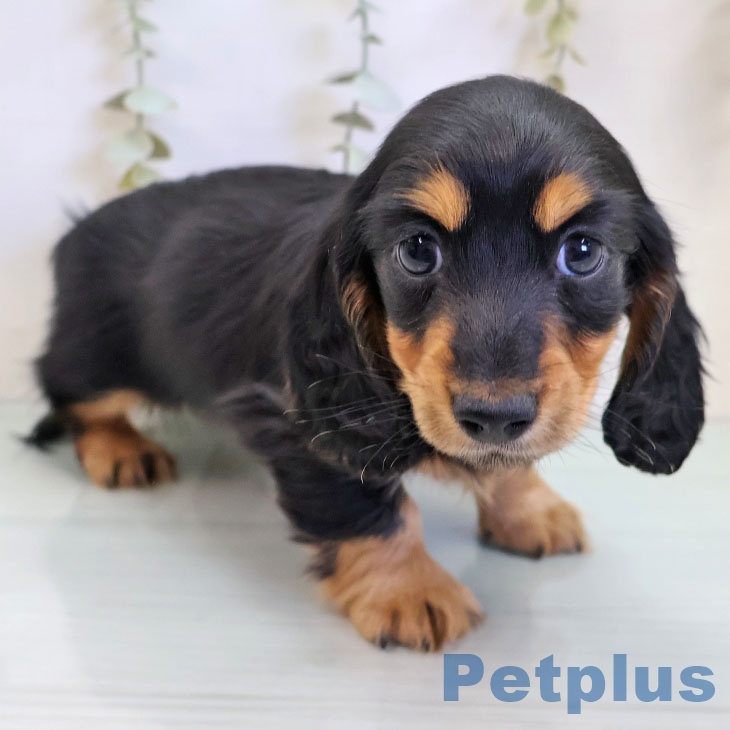 東京都のカニンヘンダックスフンド(ロング) (ペットプラス 東久留米店/2025年11月28日生まれ/男の子/ブラックタン)の子犬の2枚目の画像