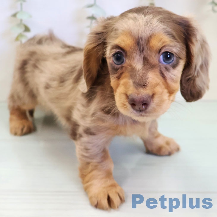 東京都のカニンヘンダックスフンド(ロング) (ペットプラス むさし村山店/2025年11月28日生まれ/女の子/チョコレートダップル)の子犬の1枚目の画像