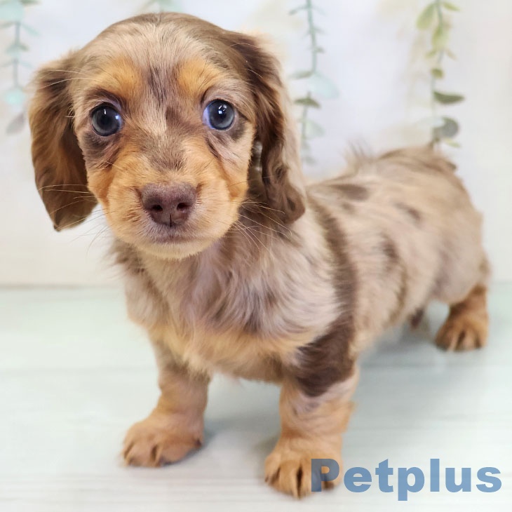 東京都のカニンヘンダックスフンド(ロング) (ペットプラス むさし村山店/2025年11月28日生まれ/女の子/チョコレートダップル)の子犬の2枚目の画像