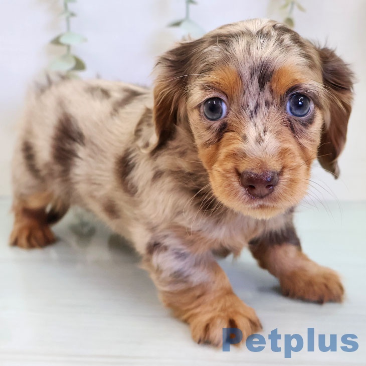 カニーンヘン・ダックスフンド