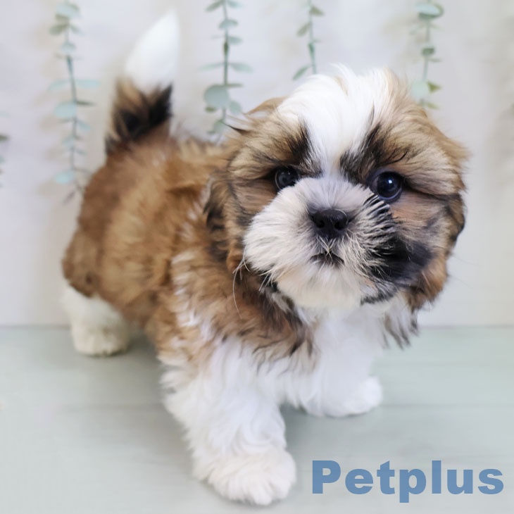 千葉県のシーズー (ペットプラス コトエ流山おおたかの森店/2025年11月23日生まれ/男の子/ゴールドホワイト)の子犬の1枚目の画像