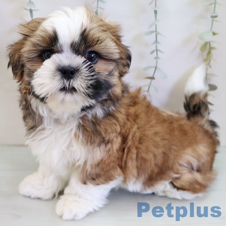 千葉県のシーズー (ペットプラス コトエ流山おおたかの森店/2025年11月23日生まれ/男の子/ゴールドホワイト)の子犬の2枚目の画像