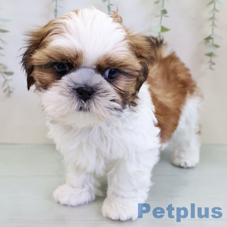 神奈川県のシーズー (ペットプラス 天王町店/2025年11月23日生まれ/男の子/ゴールドホワイト)の子犬の1枚目の画像