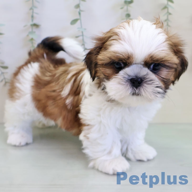 神奈川県のシーズー (ペットプラス 天王町店/2025年11月23日生まれ/男の子/ゴールドホワイト)の子犬の2枚目の画像