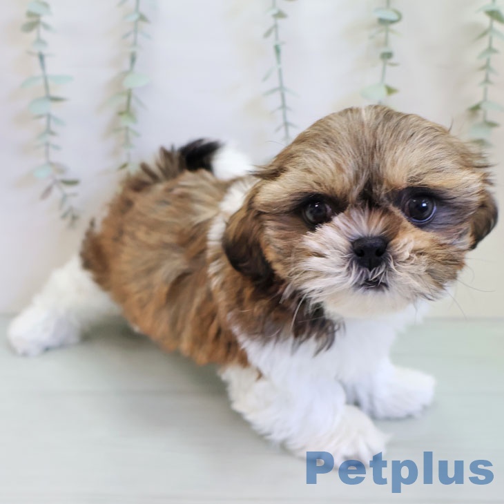 千葉県のシーズー (ペットプラス 海浜幕張店/2025年11月24日生まれ/女の子/ゴールドホワイト)の子犬の1枚目の画像