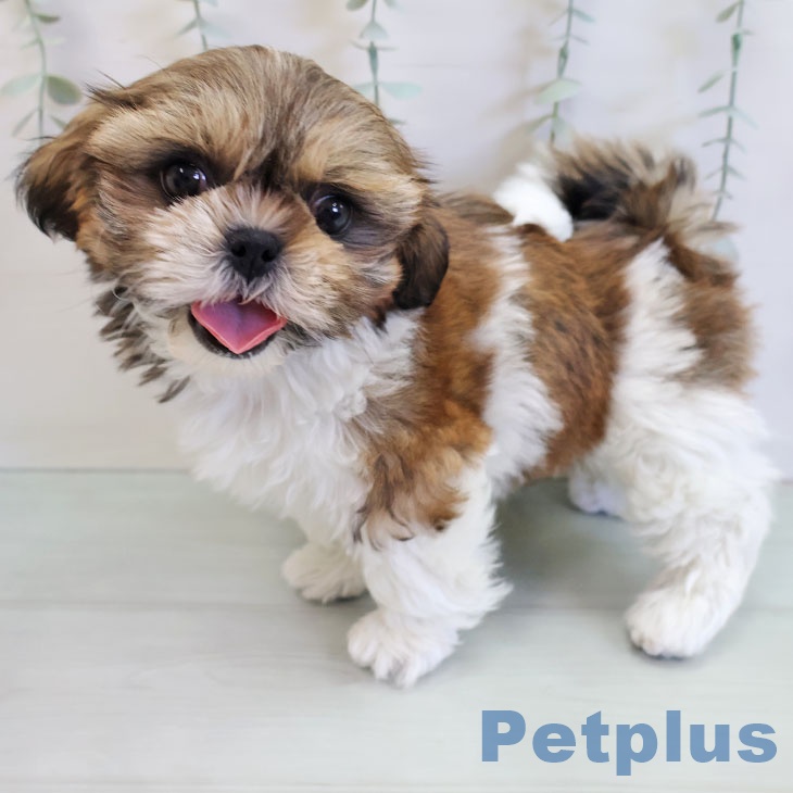 千葉県のシーズー (ペットプラス 海浜幕張店/2025年11月24日生まれ/女の子/ゴールドホワイト)の子犬の2枚目の画像