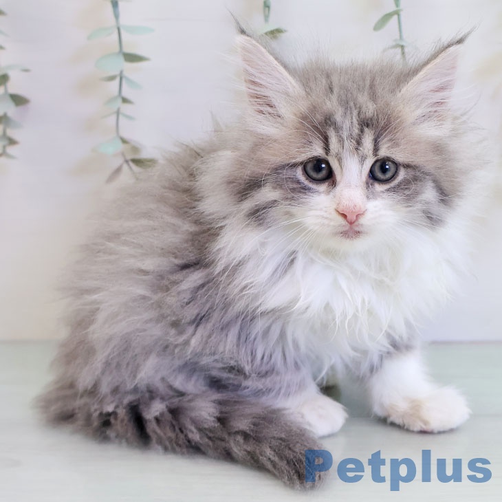福岡県のノルウェージャンフォレストキャット (ペットプラス 福岡店/2025年11月23日生まれ/男の子/ブルータビーホワイト)の子猫の1枚目の画像