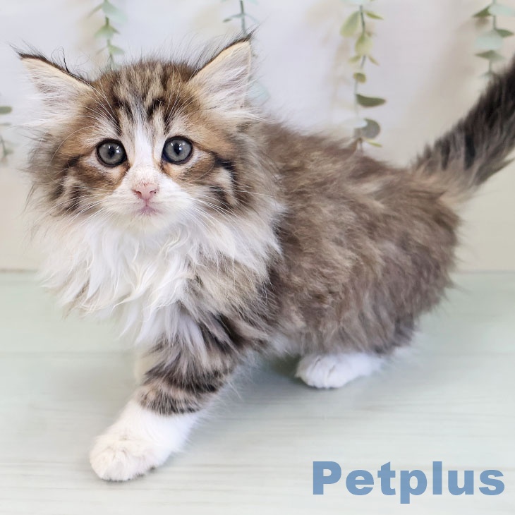 福岡県のノルウェージャンフォレストキャット (ペットプラス ららぽーと福岡店/2025年11月23日生まれ/女の子/ブラウンパッチドタビーホワイト)の子猫の1枚目の画像