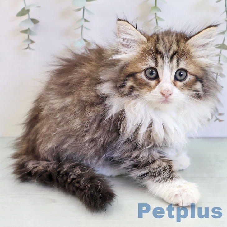 福岡県のノルウェージャンフォレストキャット (ペットプラス ららぽーと福岡店/2025年11月23日生まれ/女の子/ブラウンパッチドタビーホワイト)の子猫の2枚目の画像