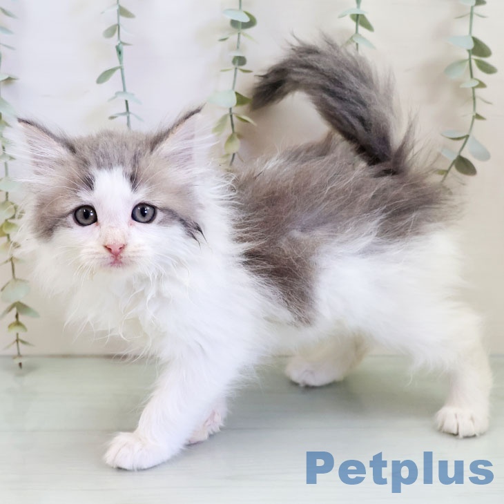 福岡県のノルウェージャンフォレストキャット (ペットプラス 小倉南店/2025年11月23日生まれ/女の子/ブルーパッチドタビーホワイト)の子猫の1枚目の画像