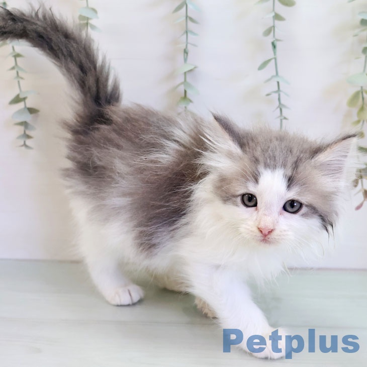 福岡県のノルウェージャンフォレストキャット (ペットプラス 小倉南店/2025年11月23日生まれ/女の子/ブルーパッチドタビーホワイト)の子猫の2枚目の画像