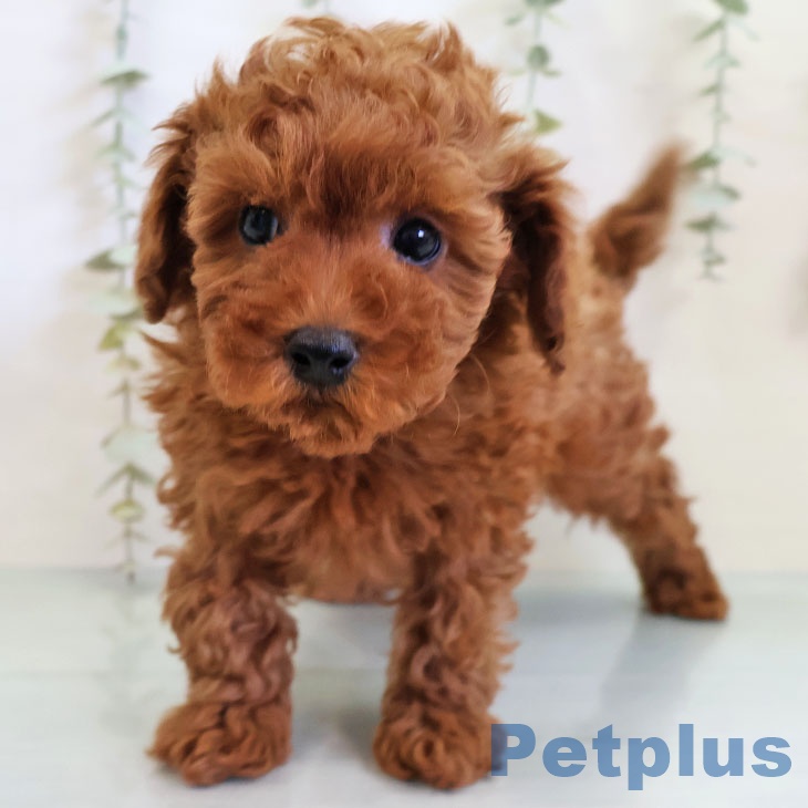 千葉県のトイプードル(トイ) (ペットプラス 船橋店/2025年11月28日生まれ/男の子/レッド)の子犬の1枚目の画像