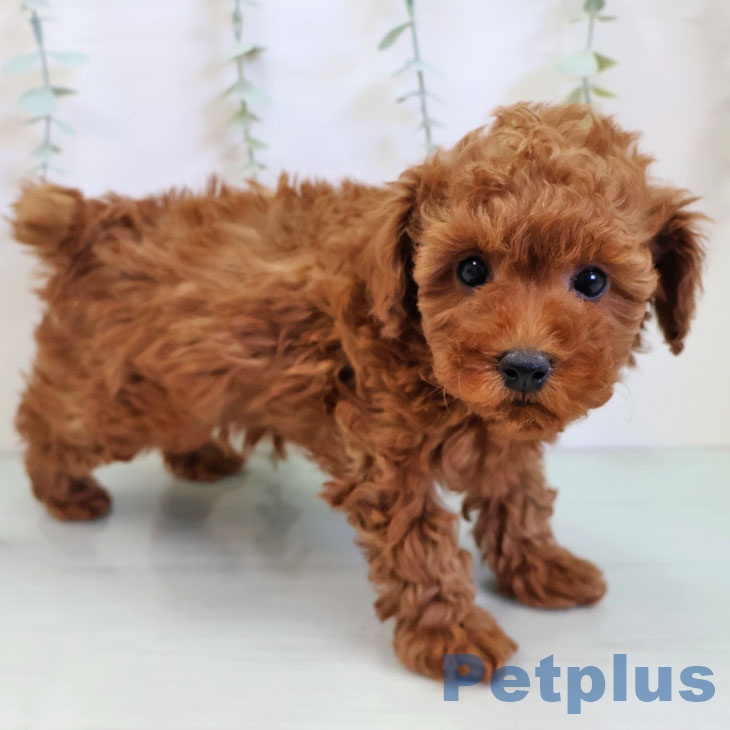 千葉県のトイプードル(トイ) (ペットプラス 船橋店/2025年11月28日生まれ/男の子/レッド)の子犬の2枚目の画像