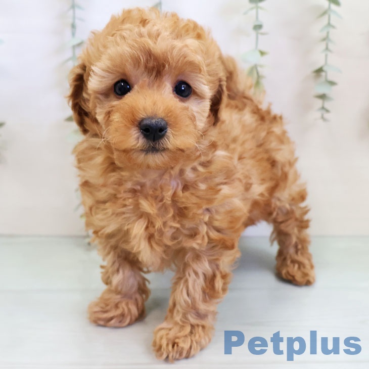 長野県のトイプードル(トイ) (ペットプラス 上田店/2025年11月28日生まれ/女の子/アプリコット)の子犬の1枚目の画像