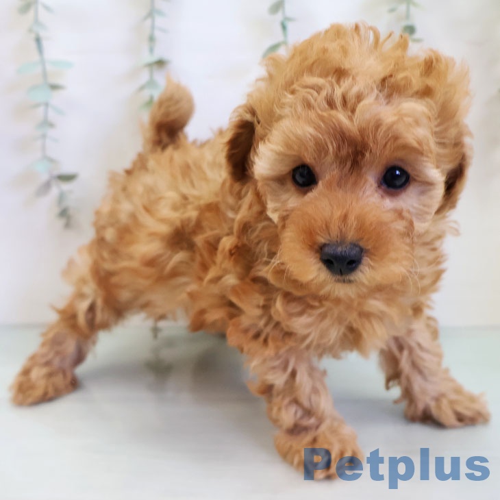 長野県のトイプードル(トイ) (ペットプラス 上田店/2025年11月28日生まれ/女の子/アプリコット)の子犬の2枚目の画像