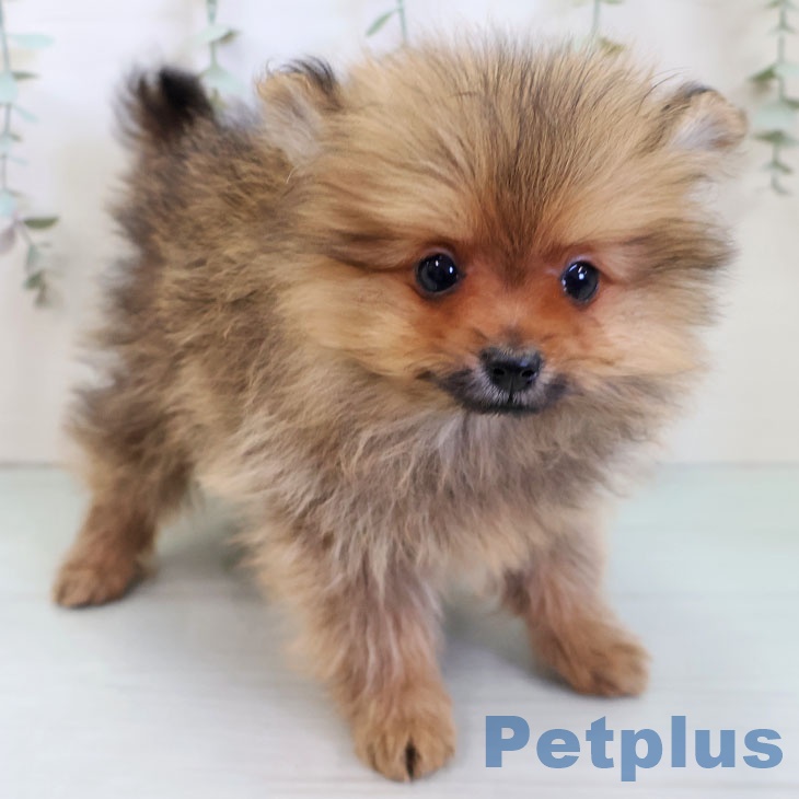 福岡県のポメラニアン (ペットプラス 福岡店/2025年11月21日生まれ/女の子/オレンジセーブル)の子犬の2枚目の画像