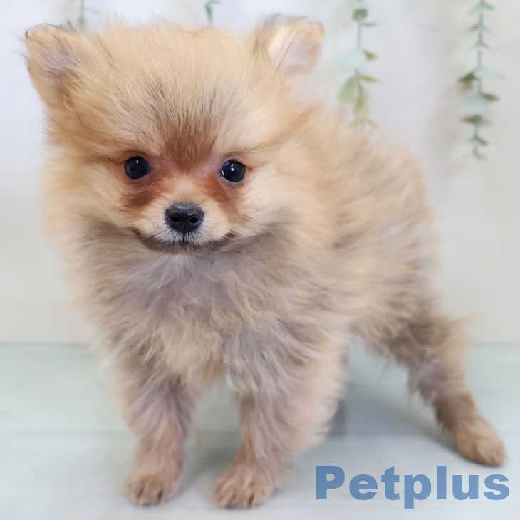 福岡県のポメラニアン (ペットプラス 八幡東店/2025年11月21日生まれ/女の子/オレンジ)の子犬の1枚目の画像