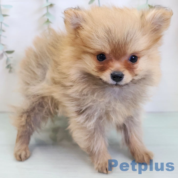 福岡県のポメラニアン (ペットプラス 八幡東店/2025年11月21日生まれ/女の子/オレンジ)の子犬の2枚目の画像