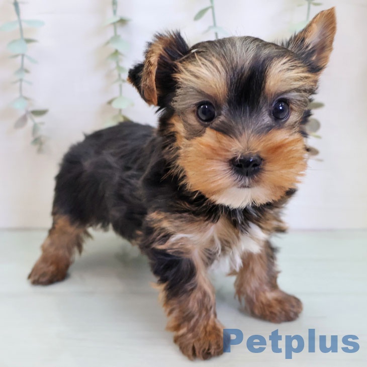 茨城県のヨークシャーテリア (ペットプラス つくば店/2025年11月28日生まれ/男の子/スチールブルータン)の子犬の1枚目の画像