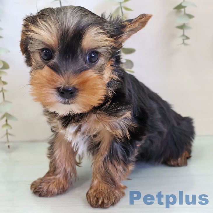 茨城県のヨークシャーテリア (ペットプラス つくば店/2025年11月28日生まれ/男の子/スチールブルータン)の子犬の2枚目の画像