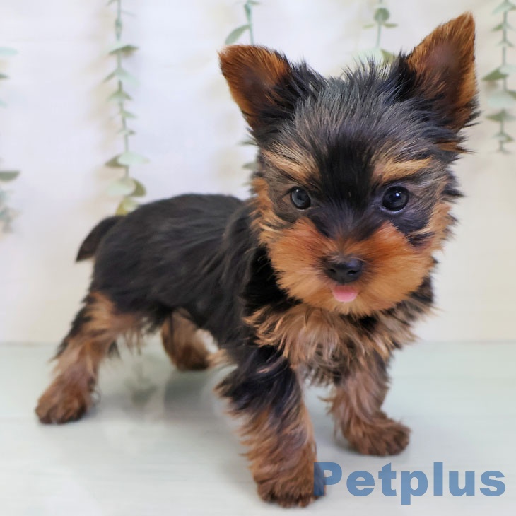 福島県のヨークシャーテリア (ペットプラス 福島店/2025年11月28日生まれ/男の子/スチールブルータン)の子犬の1枚目の画像