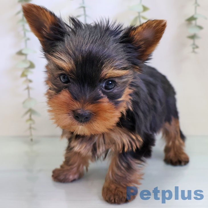 福島県のヨークシャーテリア (ペットプラス 福島店/2025年11月28日生まれ/男の子/スチールブルータン)の子犬の2枚目の画像