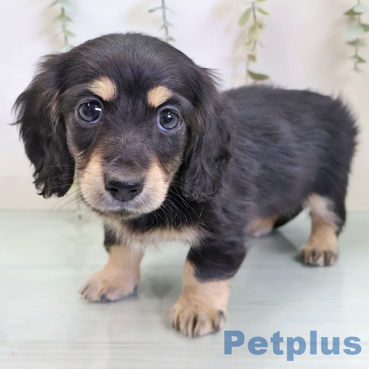 熊本県のミニチュアダックスフンド(ロング) (ペットプラス 熊本店/2025年11月28日生まれ/女の子/ブラックイエロー)の子犬の1枚目の画像