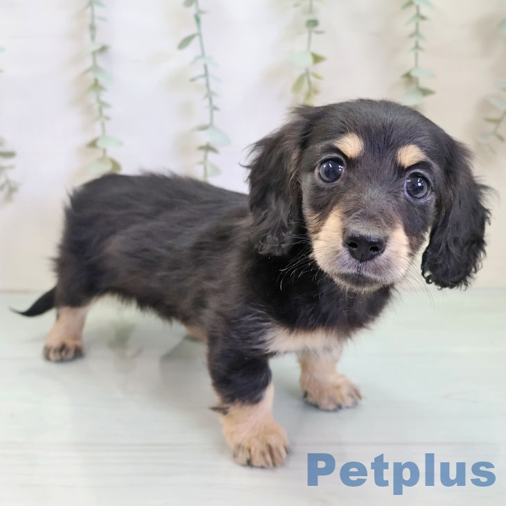 熊本県のミニチュアダックスフンド(ロング) (ペットプラス 熊本店/2025年11月28日生まれ/女の子/ブラックイエロー)の子犬の2枚目の画像