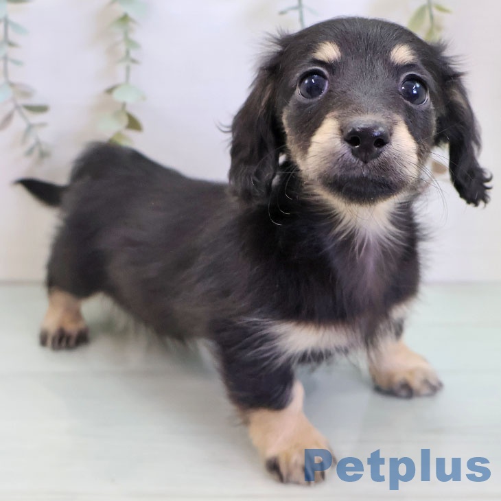 福岡県のミニチュアダックスフンド(ロング) (ペットプラス ららぽーと福岡店/2025年11月28日生まれ/女の子/ブラックイエロー)の子犬の1枚目の画像