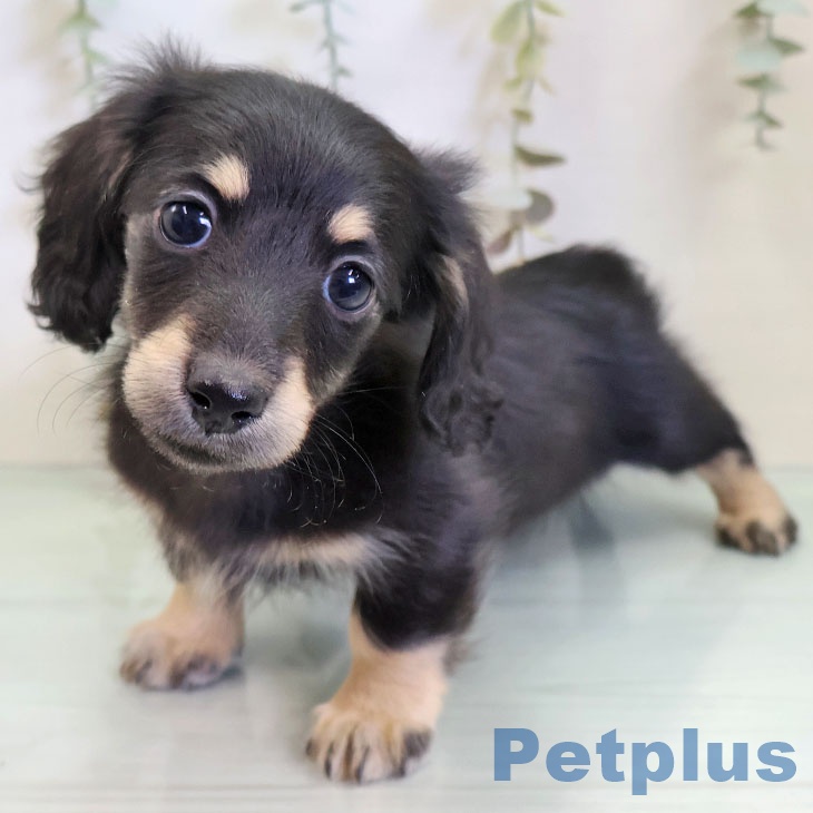 福岡県のミニチュアダックスフンド(ロング) (ペットプラス ららぽーと福岡店/2025年11月28日生まれ/女の子/ブラックイエロー)の子犬の2枚目の画像