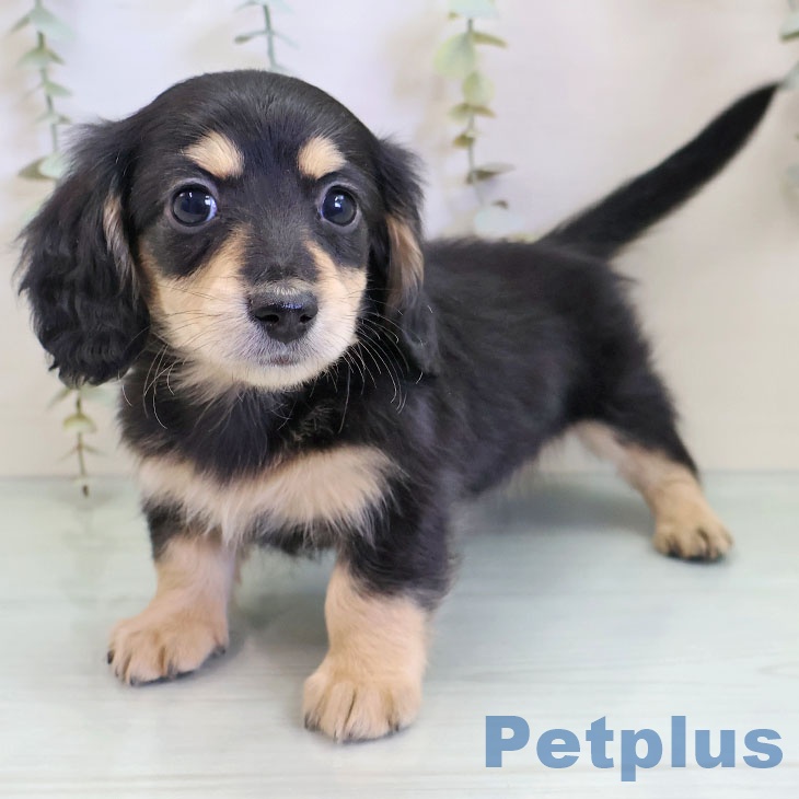 福岡県のミニチュアダックスフンド(ロング) (ペットプラス 香椎浜店/2025年11月28日生まれ/女の子/ブラックイエロー)の子犬の1枚目の画像