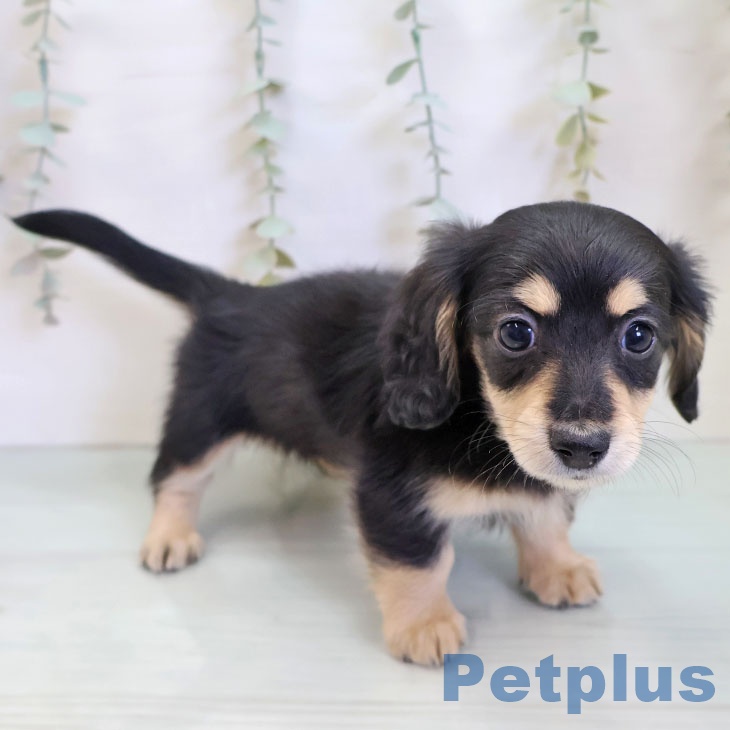 福岡県のミニチュアダックスフンド(ロング) (ペットプラス 香椎浜店/2025年11月28日生まれ/女の子/ブラックイエロー)の子犬の2枚目の画像