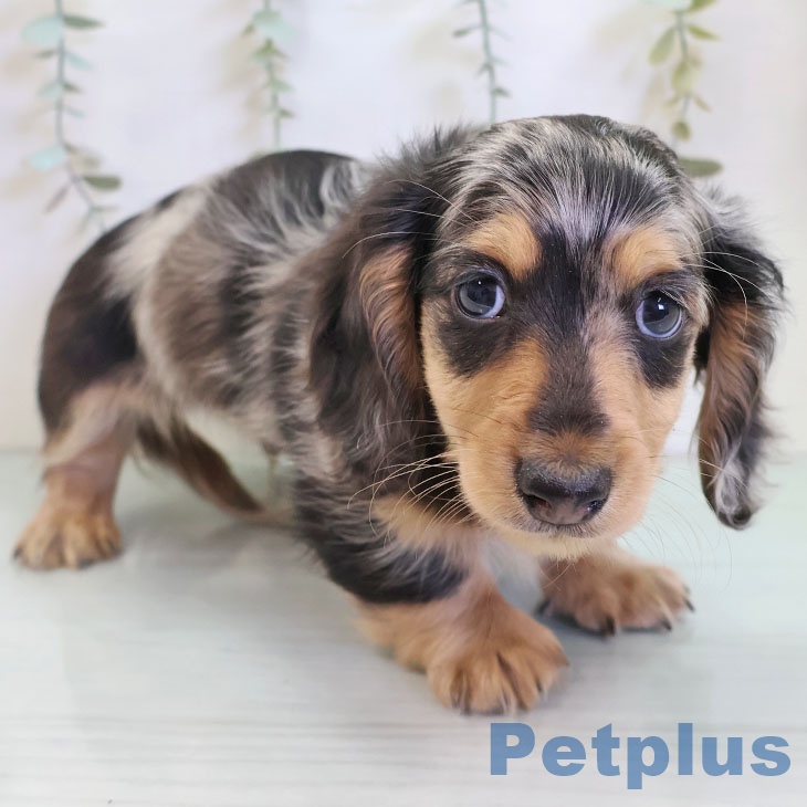 福岡県のミニチュアダックスフンド(ロング) (ペットプラス 福岡店/2025年11月25日生まれ/男の子/シルバーダップル)の子犬の1枚目の画像