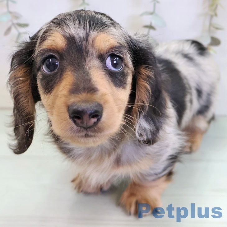 福岡県のミニチュアダックスフンド(ロング) (ペットプラス 福岡店/2025年11月25日生まれ/男の子/シルバーダップル)の子犬の2枚目の画像