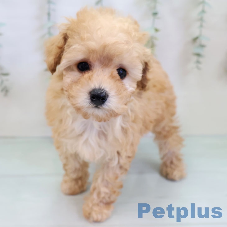 トイ・プードルの写真2