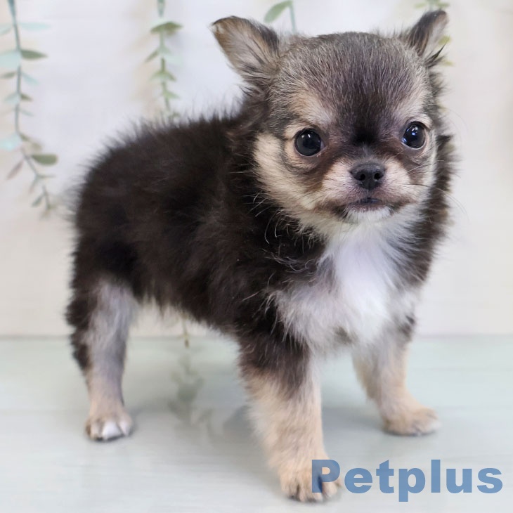 東京都のチワワ(ロング) (ペットプラス 日の出店/2025年11月28日生まれ/男の子/ブラックセーブルホワイト)の子犬の1枚目の画像