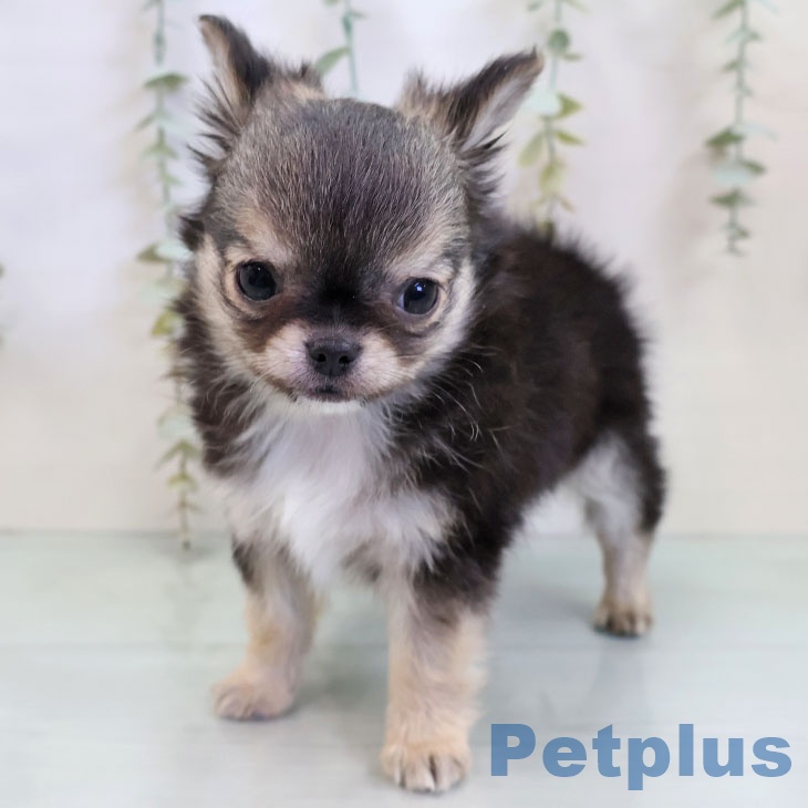 東京都のチワワ(ロング) (ペットプラス 日の出店/2025年11月28日生まれ/男の子/ブラックセーブルホワイト)の子犬の2枚目の画像