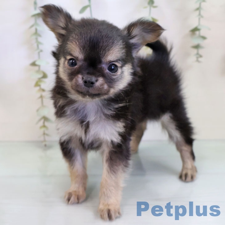 東京都のチワワ(ロング) (ペットプラス むさし村山店/2025年11月28日生まれ/男の子/ブラックセーブルホワイト)の子犬の1枚目の画像