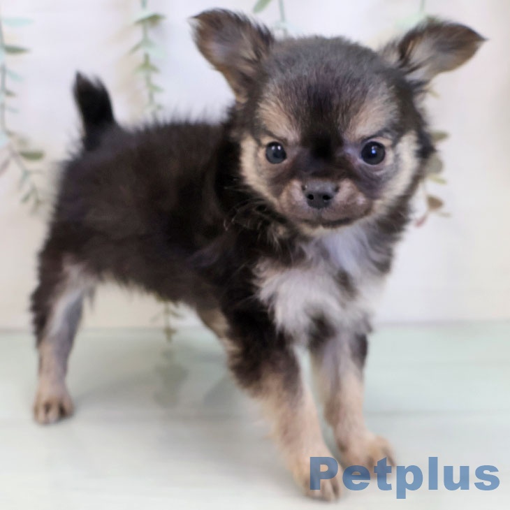 東京都のチワワ(ロング) (ペットプラス むさし村山店/2025年11月28日生まれ/男の子/ブラックセーブルホワイト)の子犬の2枚目の画像