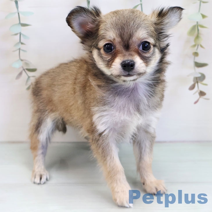 千葉県のチワワ(ロング) (ペットプラス 成田店/2025年11月28日生まれ/女の子/フォーンホワイト)の子犬の1枚目の画像