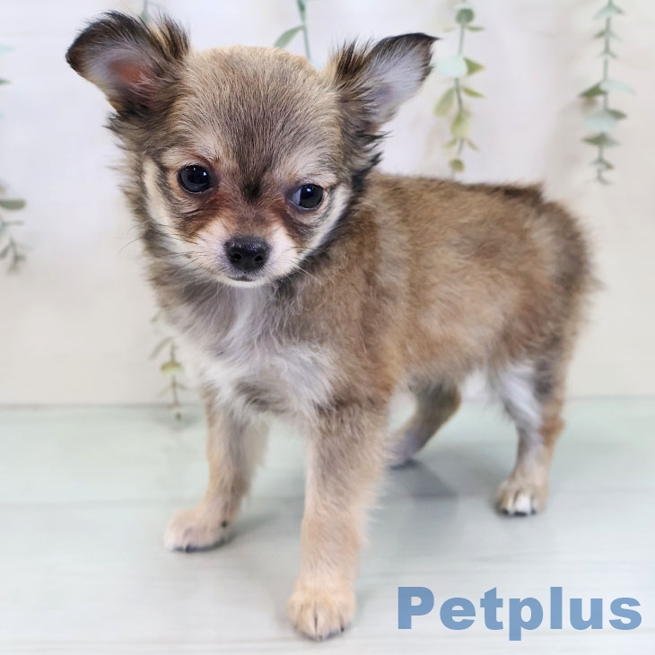 千葉県のチワワ(ロング) (ペットプラス 成田店/2025年11月28日生まれ/女の子/フォーンホワイト)の子犬の2枚目の画像