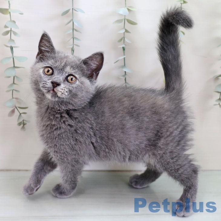 宮崎県のブリティッシュショートヘアー (ペットプラス 宮崎店/2025年11月29日生まれ/女の子/ブルークリーム)の子猫の1枚目の画像
